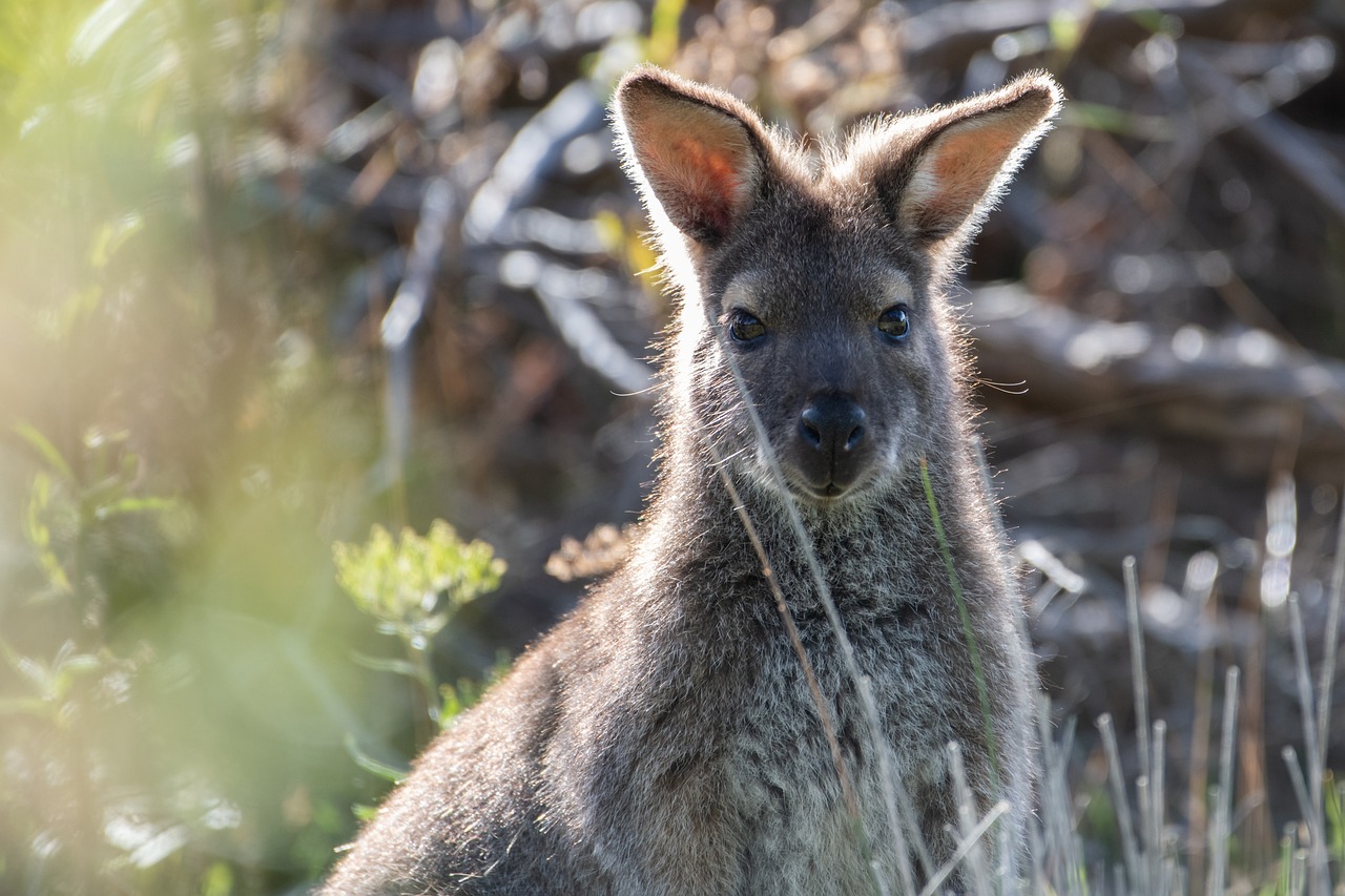 Tasmania Wallaby