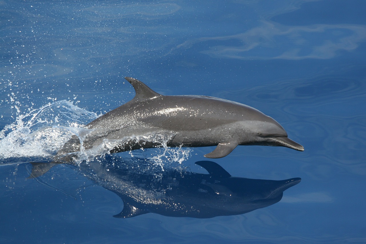 Snorkel with dolphins in the red sea, Israel