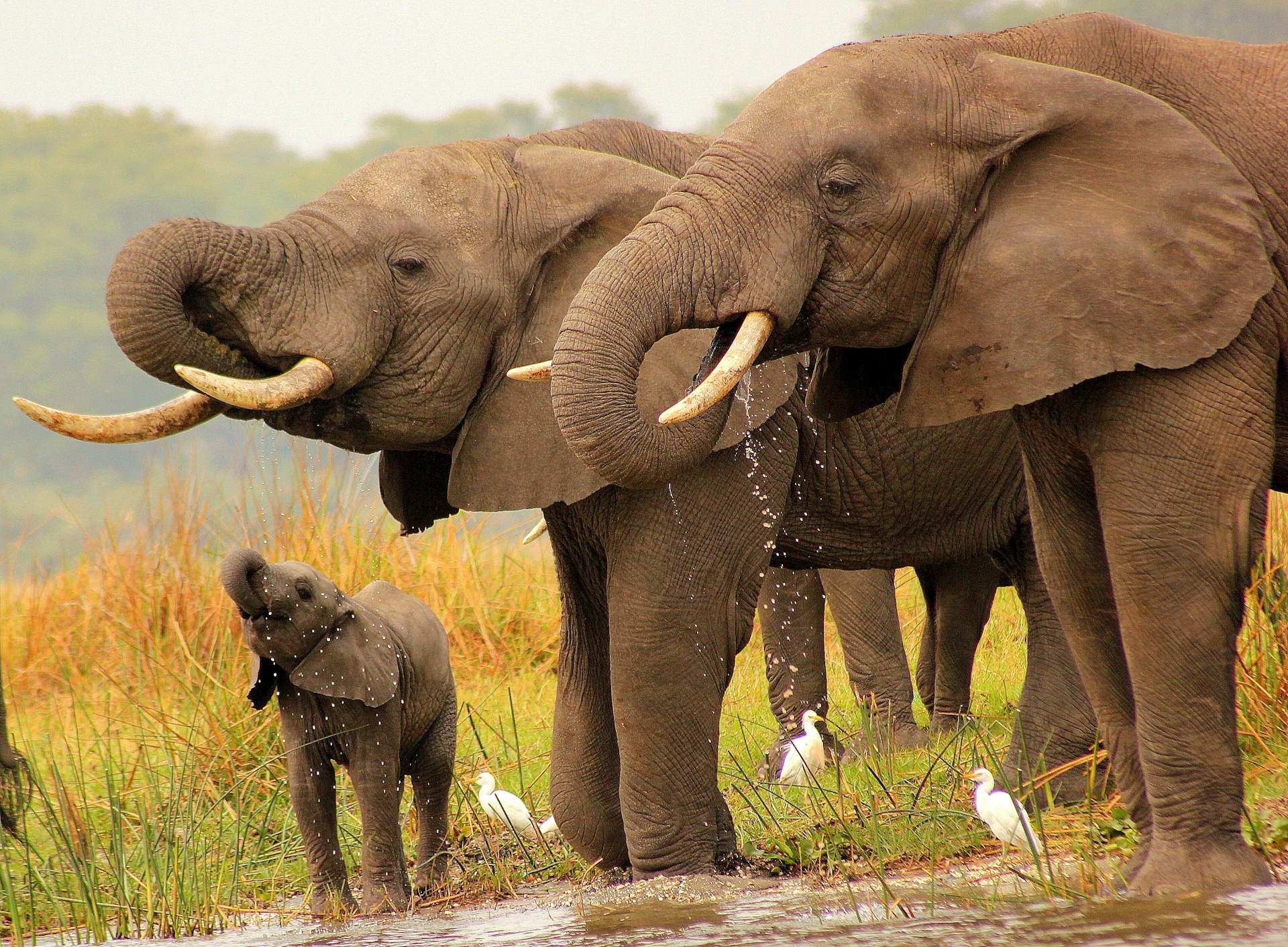 Malawi Elephants